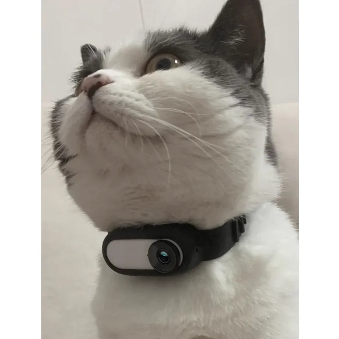 Halsband Kamera für Katzen und Hunde